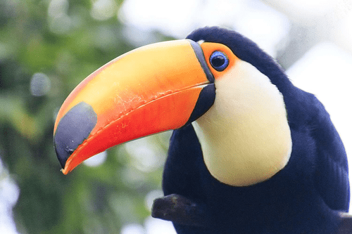Toucan Image 2