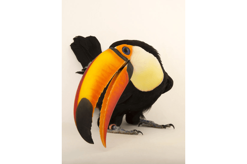 Toucan Image 1