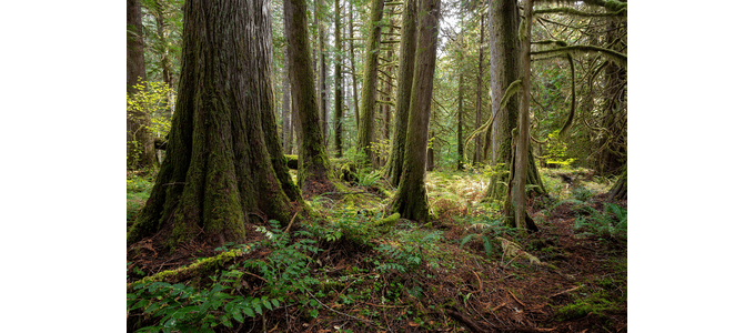 Winner for the Nature Category 2023