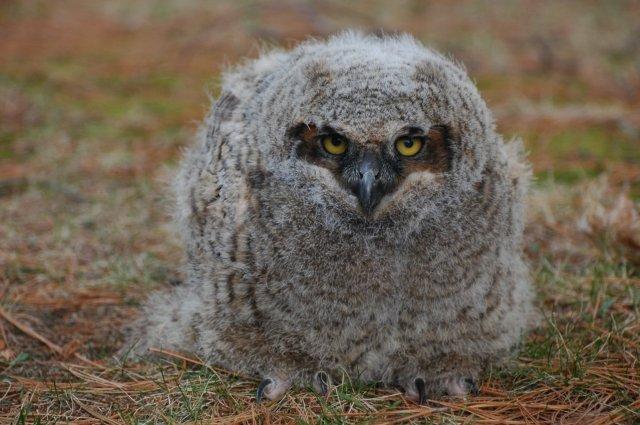 Great Horned Owl Owlet