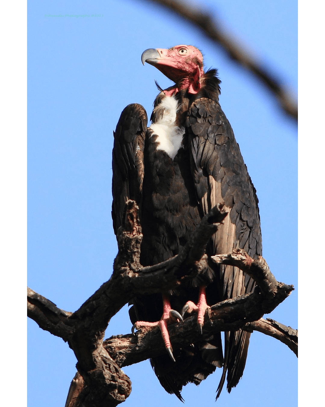 Vulture