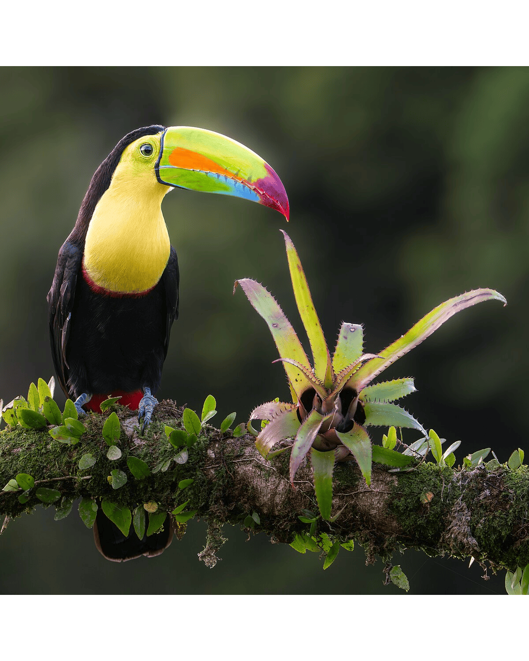Toucan