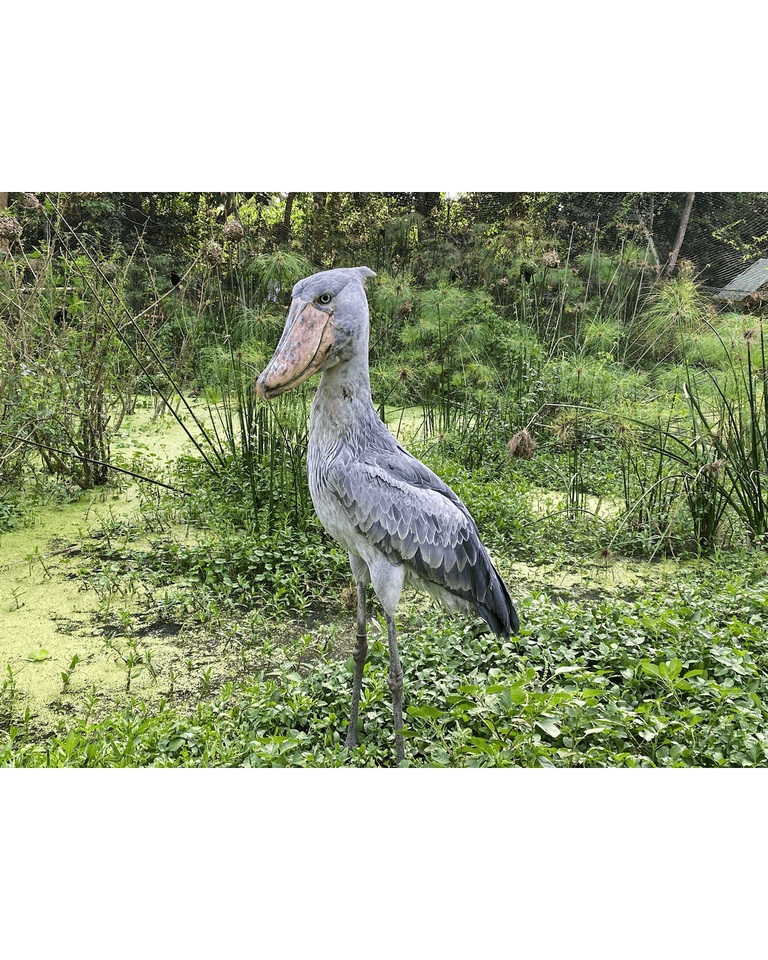 Shoebill