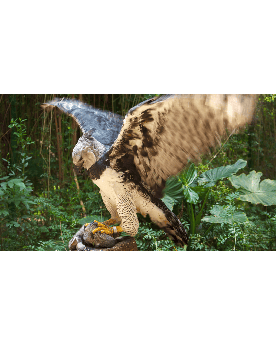 Harpy Eagle